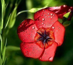 Piante & sementi: Linum grandiflorum LIN ROUGE  20x – Nuovo (secondo la descrizione) da Bremblens venduto da FIBONACCI369 1
