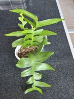 Epiphyllum Chrysocardium