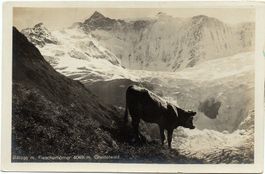 GRINDELWALD Bäregg, Gletscher, Fiescherhörner, Kuh