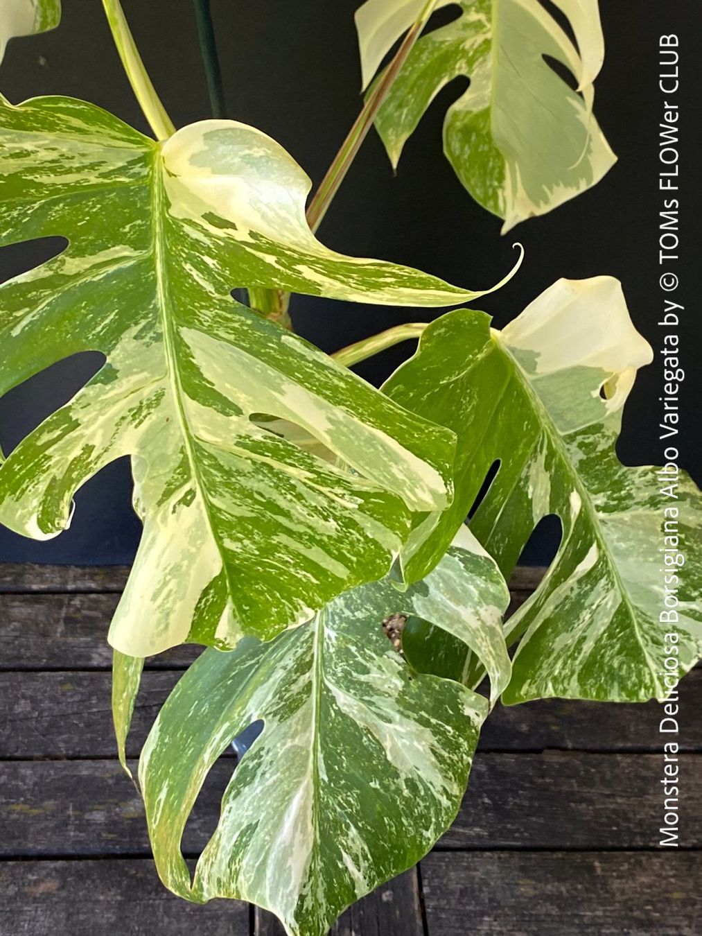Monstera Deliciosa Albo-Variegata - einzigartige Schnheit (Neu und  originalverpackt) in Adliswil fr CHF 46  nur Abholung auf Ricardo kaufen
