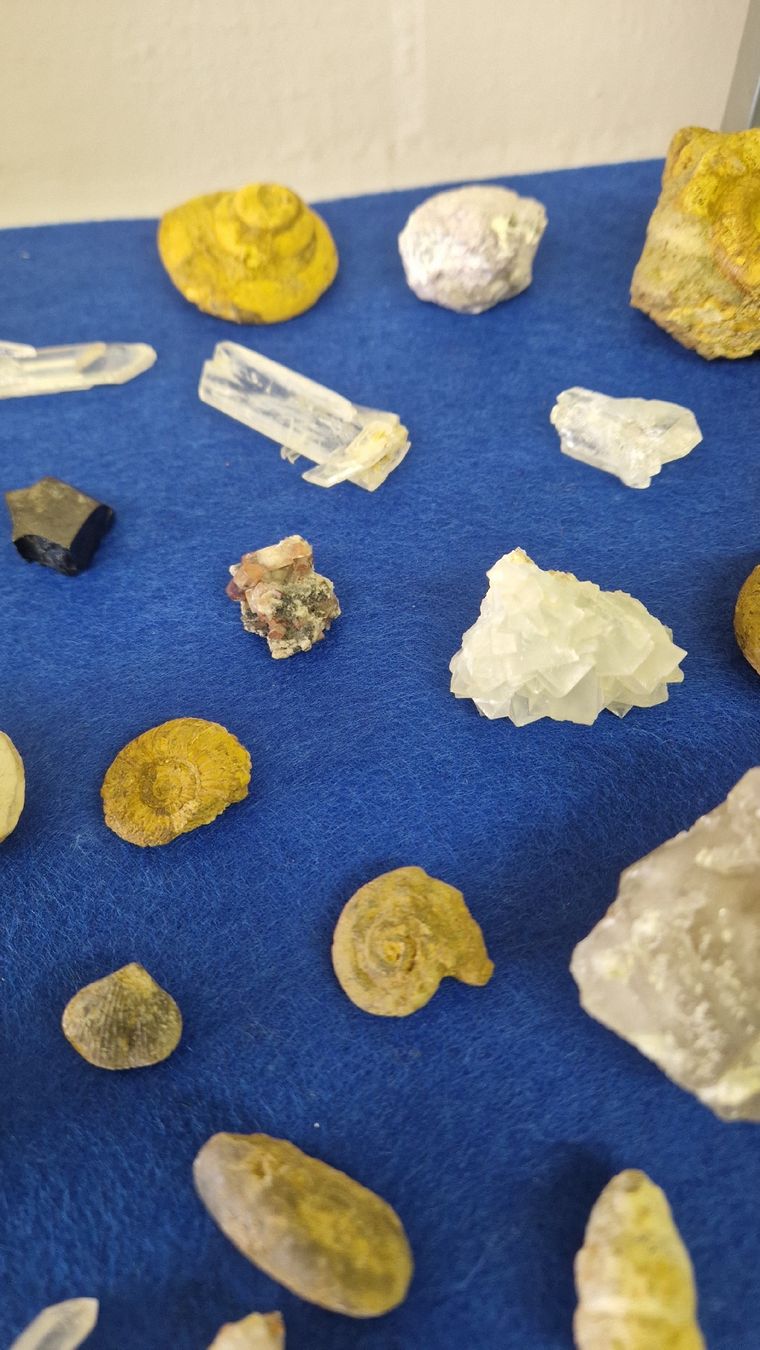 Fossili: Fossiliensammlung – Usato da Niederhasli venduto da rehauge01 4