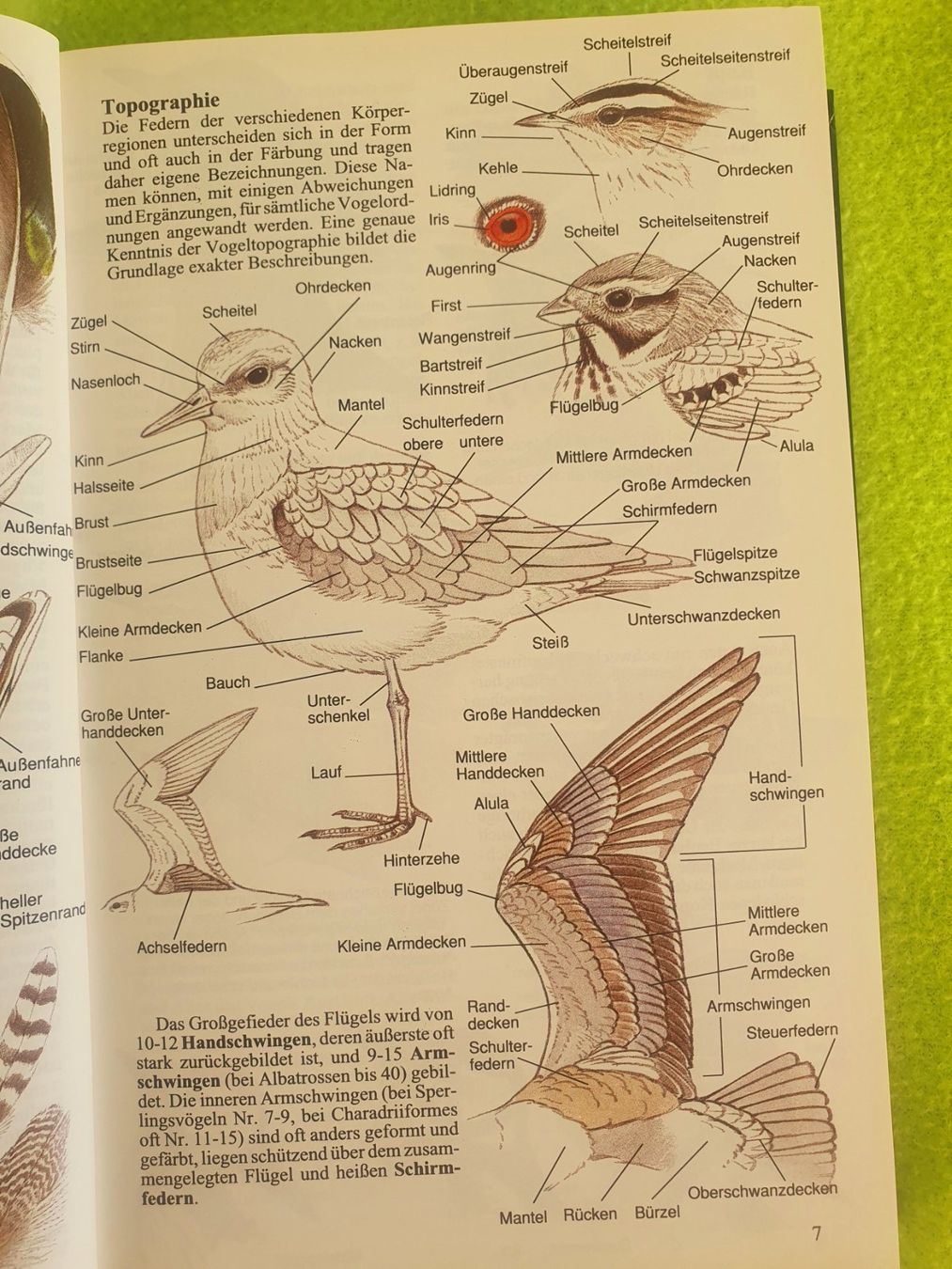Libri: Die Vögel Europas – Usato da Steinhausen venduto da joseph-sen 3