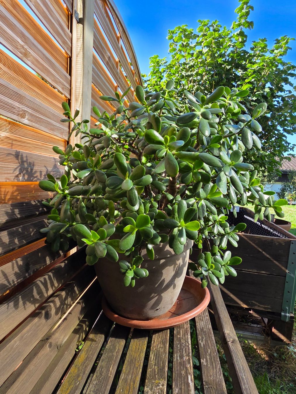 Plantes & graines: Geldbaum Crassula ovata mit Topf – D'occasion à Widnau par Lar_jr7y 1