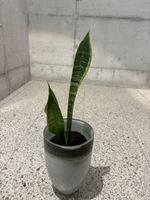 Flower Pot Dracaena Trifasciata with Pfister Pot NP: 75.-
