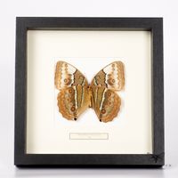 Rothschild Schmetterling - Stichophthalma louisa siamensis