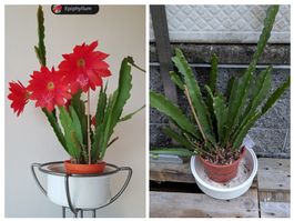 Epiphyllum Blattkaktus Disocactus ackermannii rot verblüht