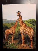 Giraffen - Wandbild 30×40cm - Abholung 8404