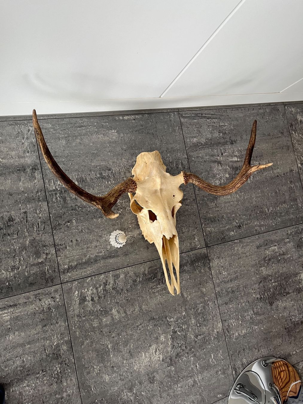 Monde des animaux: Elchschädel, Trophäe, Präparat, Jagd – D'occasion à Zug par sve_5gch 1