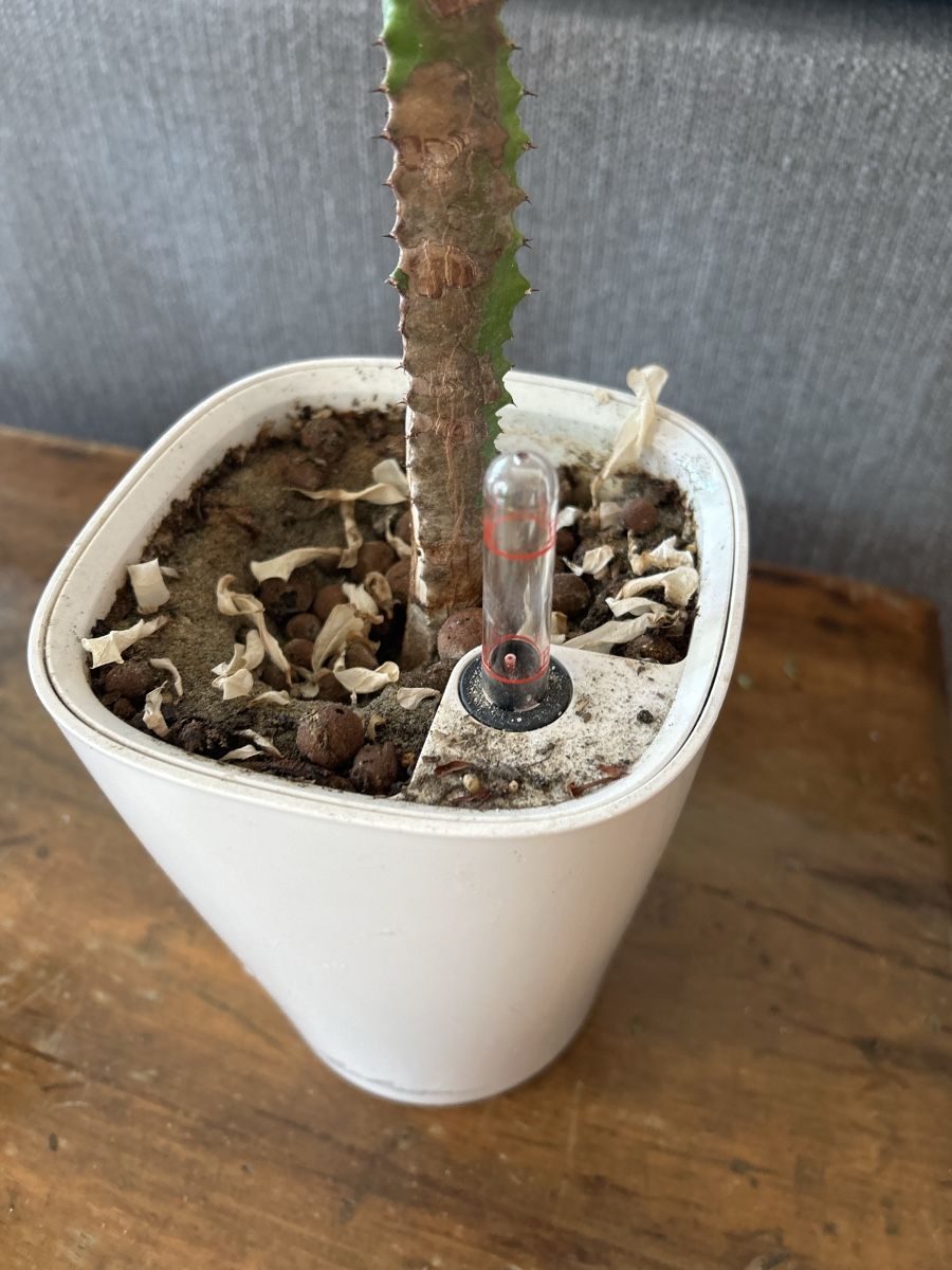 Plantes & graines: Kaktus – D'occasion à Luzern par giv_tmj8 1