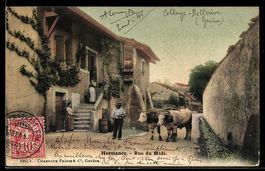 AK Hermance, Rue du Midi, Bauer mit Ochsen-Gespann