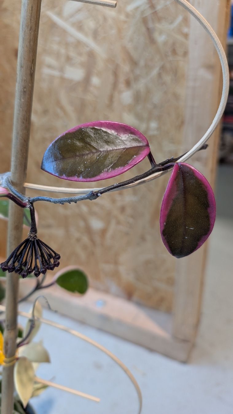 Piante & sementi: Hoya Flamingo Dream – Usato da Untervaz venduto da Lyraia 4