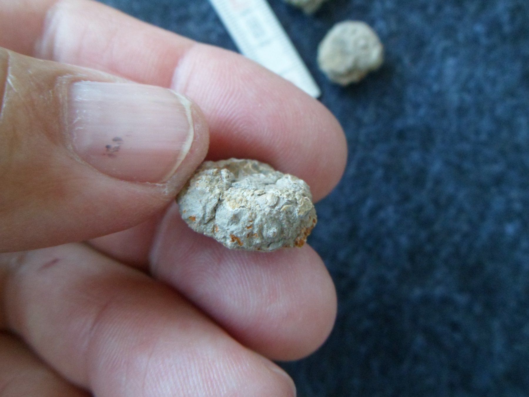Fossiles: Fossil Seeigel Schweiz – D'occasion à Affoltern am Albis par Fossil60 3