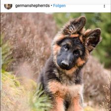 Profile image of siro-hund