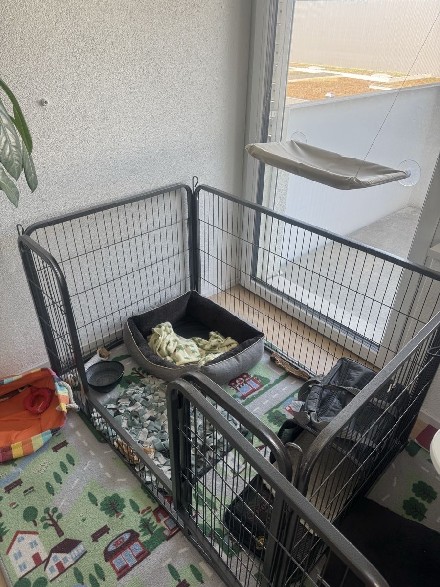 Gabbie, trasporto & Sicurezza: Puppy Crate – Nuovo (secondo la descrizione) da Duebendorf venduto da ann_tfl2