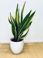 Sansevieria Pflanze Golden Flame Plant 70 cm