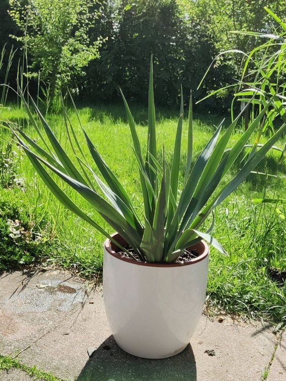 Blaue Yucca Palme Palmlilie Pflanze Balkon Terrasse Zimmer Kaufen auf