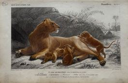Orig. Stahlstich, koloriert, 1844 - Löwin mit Jungen