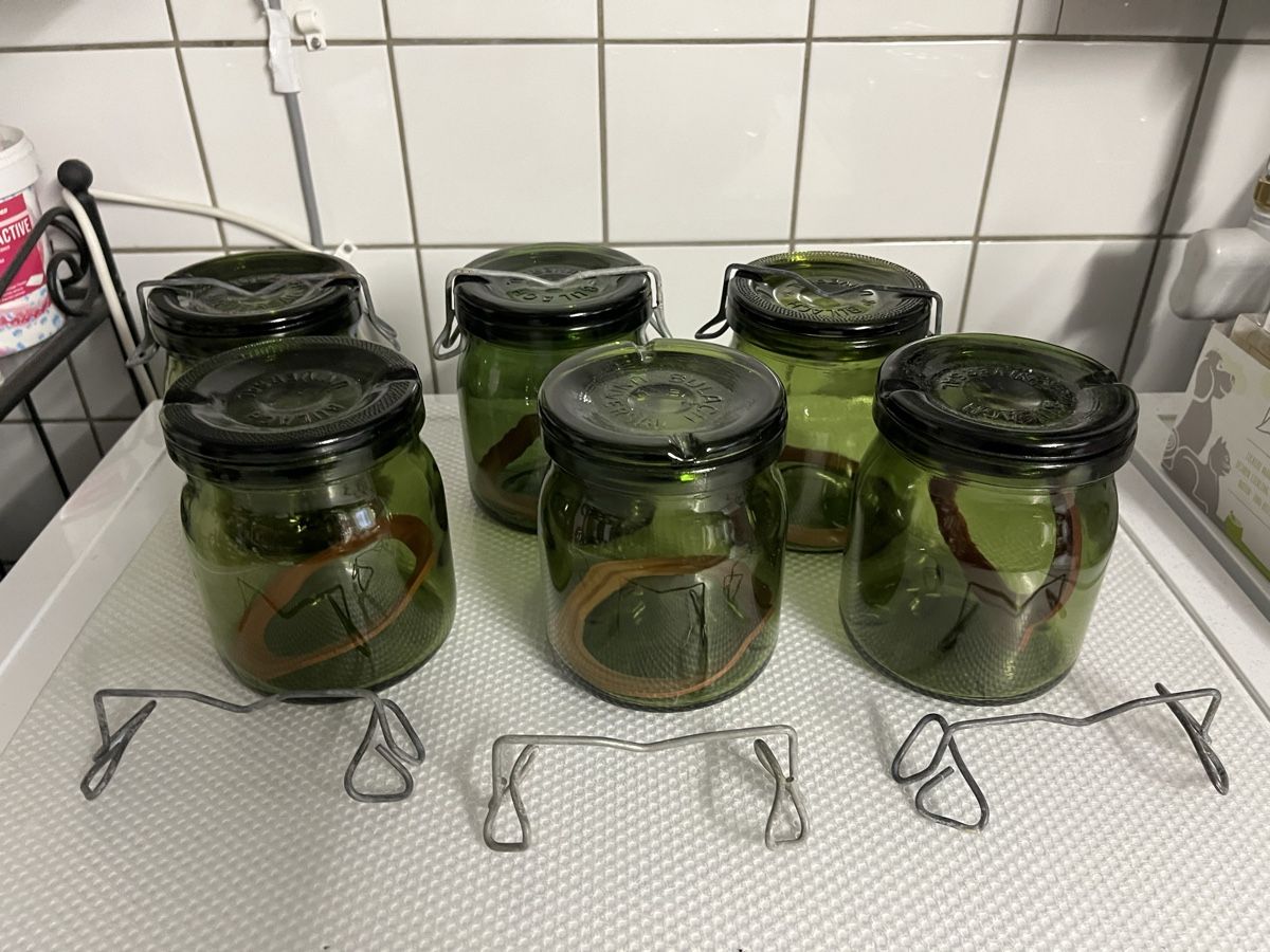 Bülacher Contenitori & Simili: 5 Bülach Weckgläser Einmachgläser Fermentiergläser Gläser – Usato da Frauenfeld venduto da Babytimmy