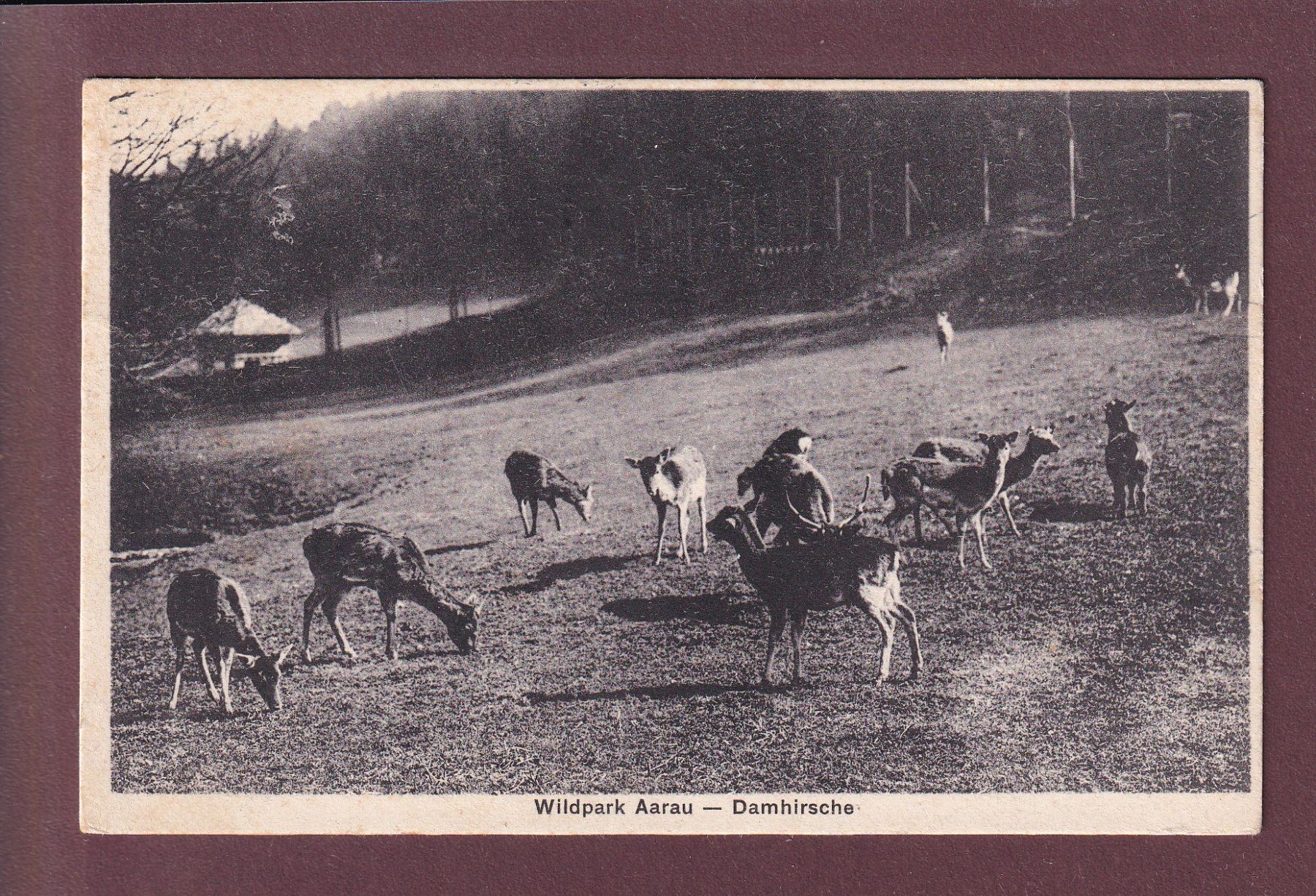 Ansichtskarten: Wildpark AARAU - Damhirsche - 1931 – Gebraucht aus Pully von nicecards