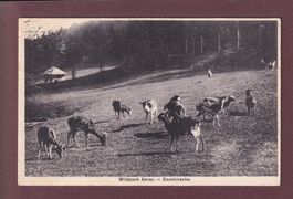 Wildpark AARAU - Damhirsche - 1931