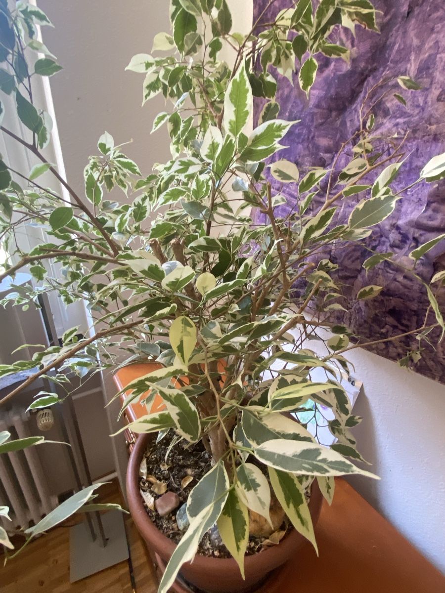 Piante & sementi: Ficus Benjamina  – Usato da Zürich venduto da LOURA_PLATES 2