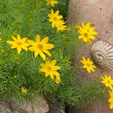 Profile image of SunnyGarden11