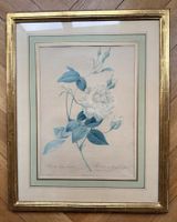 Original Orell Füssli Stich "Rosa Indica Cruenta"