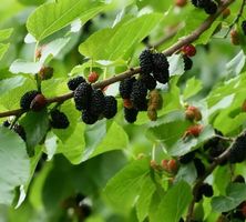 Schwarze Maulbeere - Morus nigra - Black Mulberry 100+ Samen