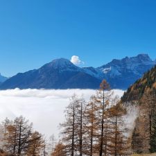 Profile image of Beauvalais