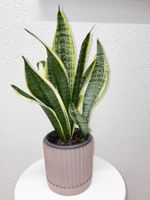 Sansevieria Pflanze Golden Flame Plant with Cache Pot 50 cm