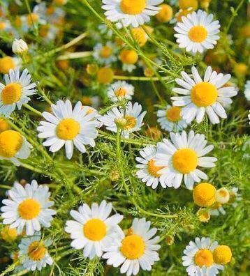 Pflanzen & Samen: Heilpflanze ”Kamille” 50 Samen – Neu und originalverpackt aus Rovio von POSITIFFARTandPLANTS 5