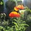 Piante & sementi: Coquelicot géant orange  2 PLANTS PAVOT D'ORIENT – Nuovo (secondo la descrizione) da Bremblens venduto da FIBONACCI369 2