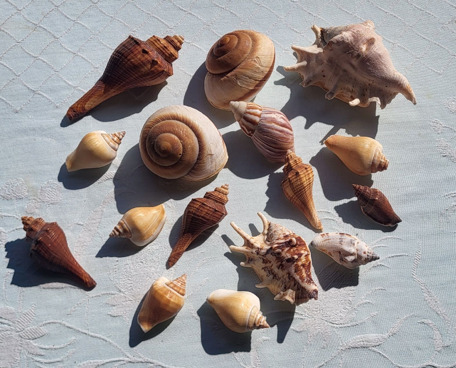 Tutte le decorazioni: Muscheln für Deco – Usato da Thun venduto da aenduboumae 1