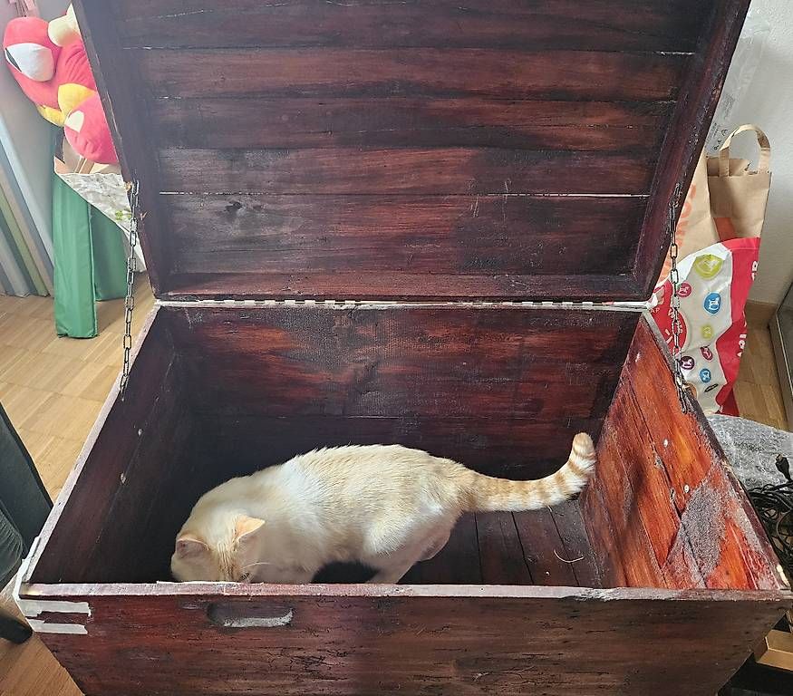 Truhen: Coffre en bois – Gebraucht aus Arzier-Le Muids von luc_dz82 1
