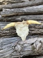 Crâne Cornes taxidermie Hörner Kuh Schädel
