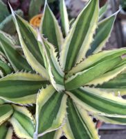 Zimmerpflanze: "Agave lophantha", 15 - 20 cm, im Topf