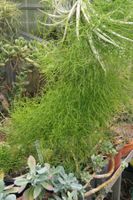 Bowiea volubilis – Kletterzwiebel