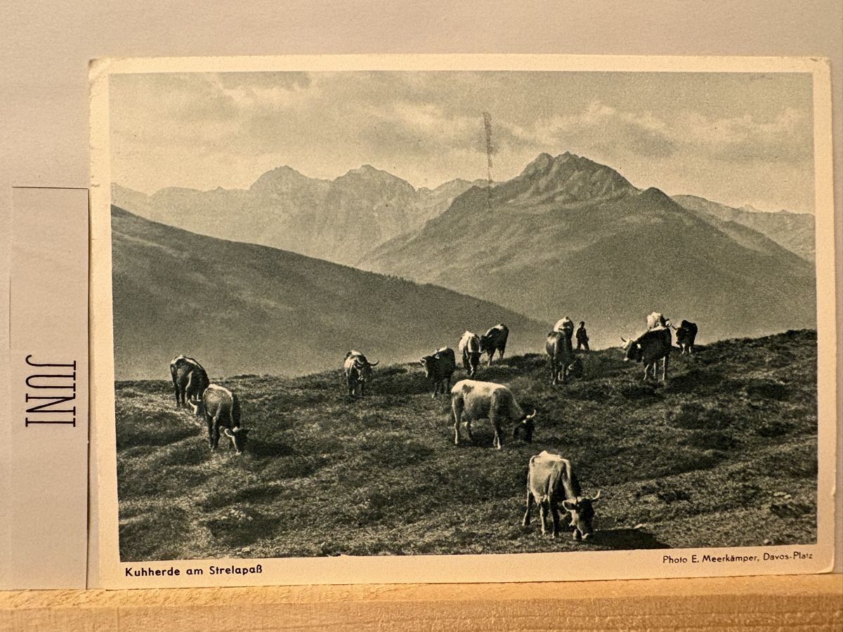 Cartoline postali: AK von Kuhherde am Strelasee – Usato da Rümlang venduto da Kartenpost1