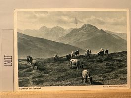 AK von Kuhherde am Strelasee