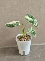🌿Alocasia Frydek variegata🌿