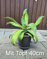 Agave American -  Ideal für sonnige Standorte🪴