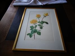Bild Rosen signiert