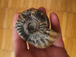 Ammonit aus dem Kimmeridgium/Oxfordium des Jurassics