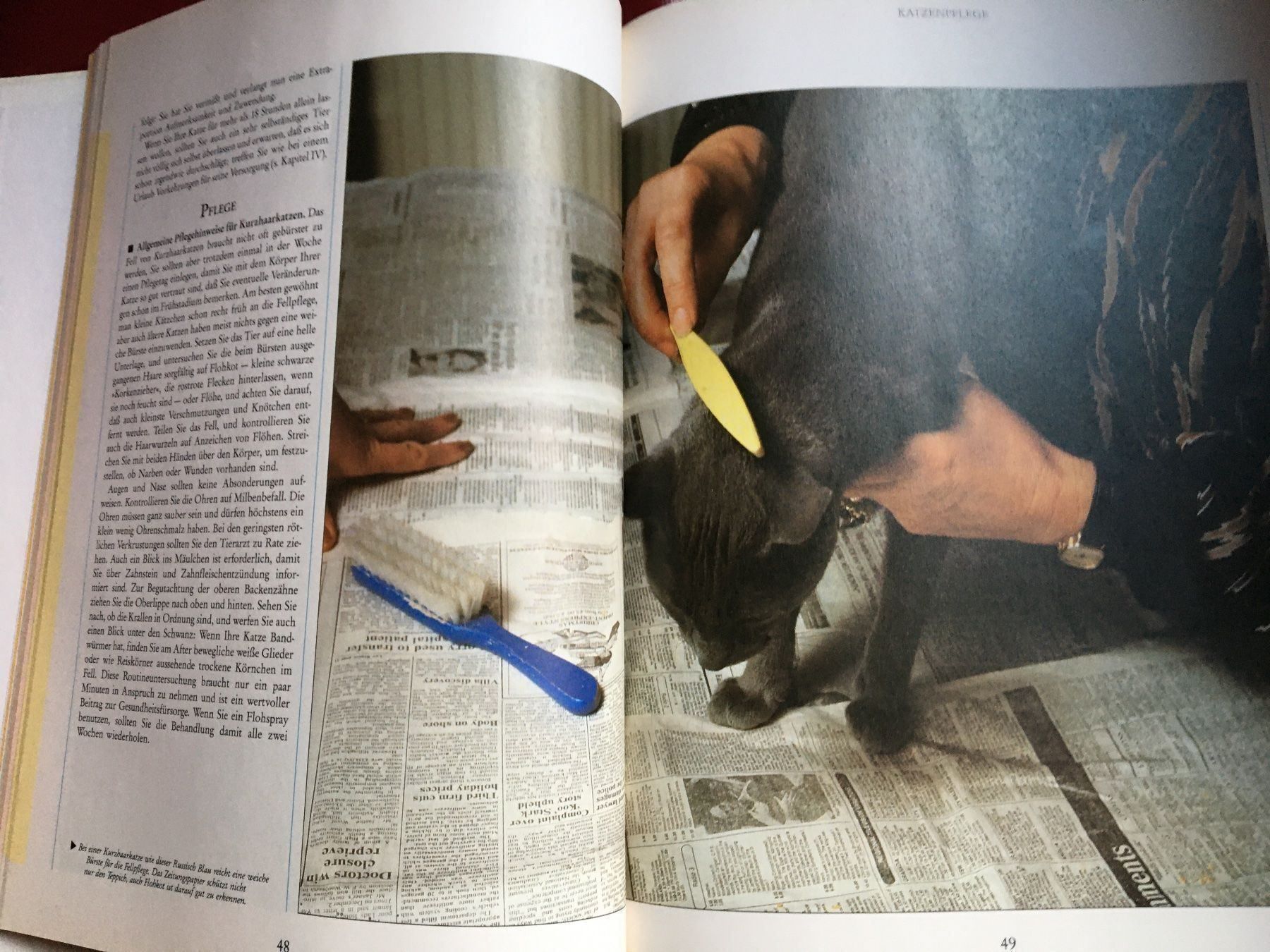 Libri: Kätzchen Katzen und Kater – Usato da Arth venduto da Vrecam51 3