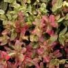 Piante & sementi: Jasmin étoilé panaché  2x – Nuovo (secondo la descrizione) da Bremblens venduto da FIBONACCI369 1