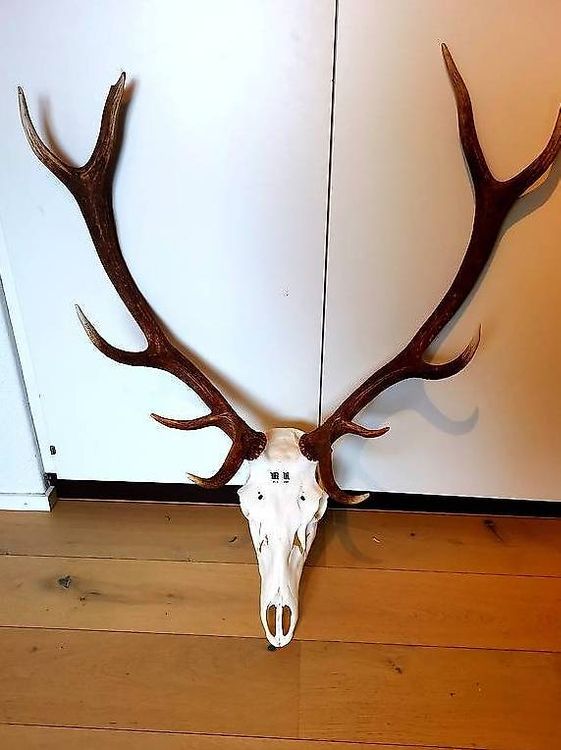 Echtes Hirschgeweih Kaufen
