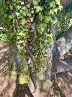 Hoyt Satori 60zoll mit Uukha Sigma WAs