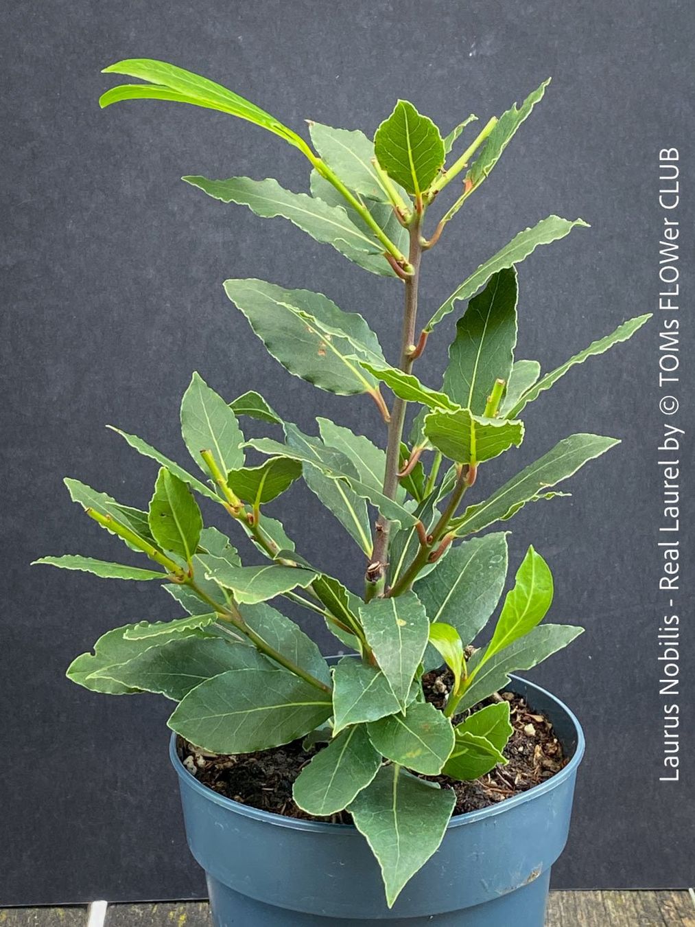 Piante & sementi: Echter Lorbeer - Lorbeerbaum - Laurus Nobilis – Nuovo e nell'imballaggio originale da Adliswil venduto da asTOMas963 4