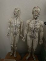 Modèle d’acupression, acupuncture, méridiens homme et femme