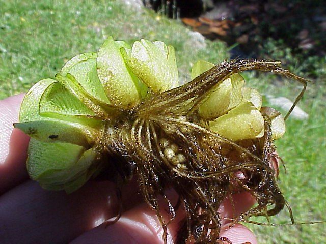Piante & sementi: 10 rundblättrige Schwimmfarne! – Nuovo (secondo la descrizione) da Steffisburg venduto da Calceolaria 1